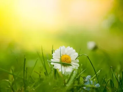 Mountain Meadow Meditation