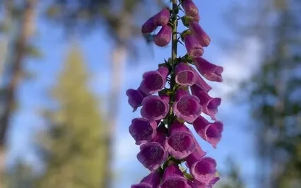 Mountain Meditation With Forest Sounds