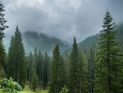 Mountain Rain: ASMR Sleep Sounds with Wood Thrush