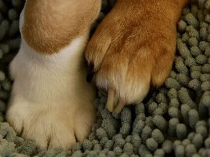 Land In Presence: A Quick Grounding Practice