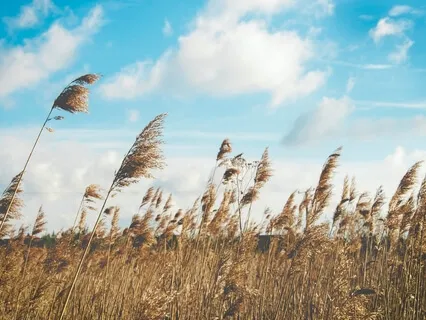 Movement Forward Walking Meditation