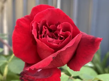 Meditation For The Mamas Ready To Shine