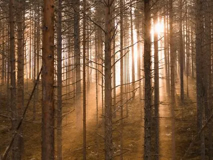 Moving Forward With Anxiety