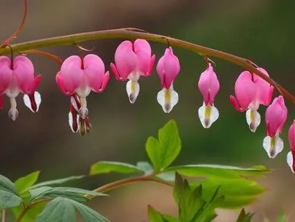 Heart Expansion - Part 1