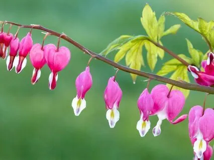 Heart Expansion - Part 2