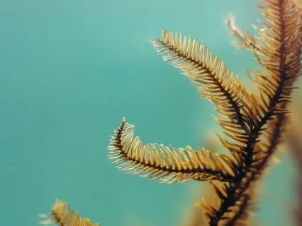 Moving Meditation: Sea-Spine