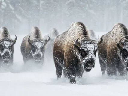 Embracing Buffalo Energy - Moving Through Life's Storms