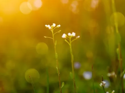 Moving Through Survival Mode