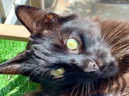 Moving Through The Loss Of A Pet