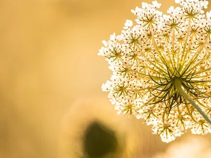 Moving Through Vulnerable Times (COVID Related)