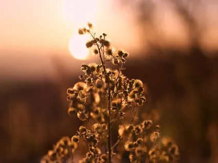 مقدمة لسلسلة التأمل