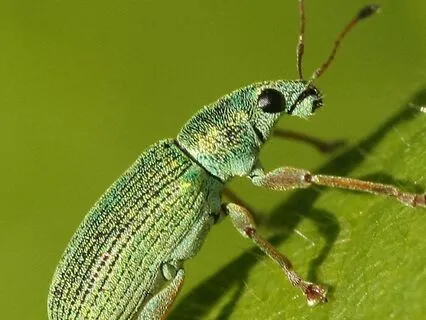 Mr. Tiger Beetle (Bedtime Story)