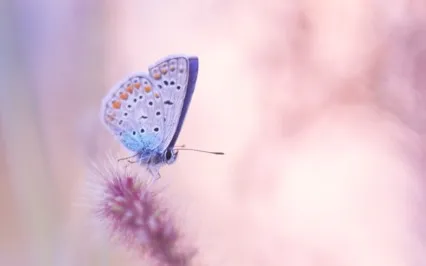 MSC Self-Compassion Break