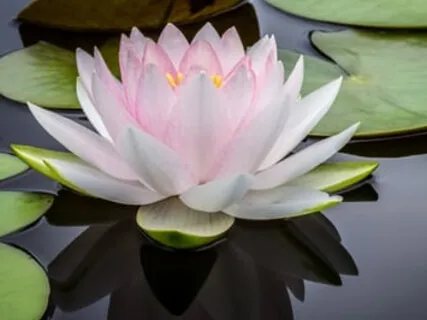 Mud & Lotuses: Talk 1 From A 10-Day Silent Meditation Retreat