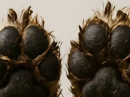 Muddy Paws (Bedtime Story)