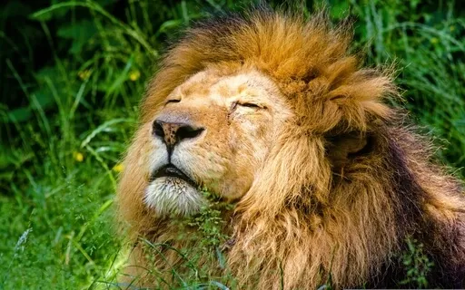 Mufasa Meditation: Re-Remember Your Inner Light