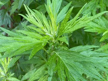 Mugwort Meditation With Artemis