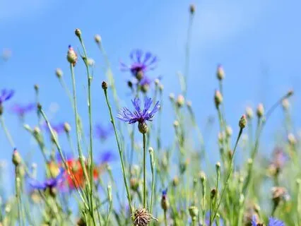 Mula To Ajna Chakra Meditation