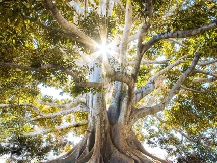 1st Chakra Muladhara Root Meditation 