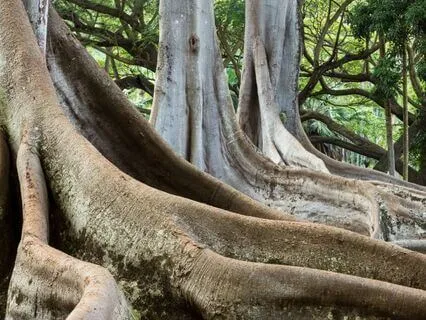 Muladhara: Root Chakra Meditation