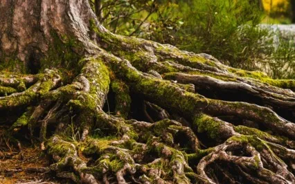 Muladhara (Root) Chakra Yoga Nidra 