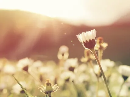 Muladhara Root Chakra