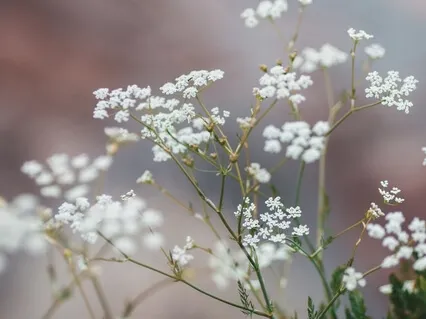 Munay (The Purity Of Love) 