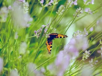 Muscle Tension Release