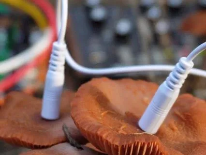 Mushroom Laccaria 432 Hz