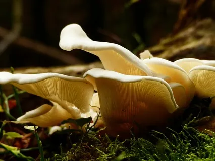 Mushroomity: A Postcard Of Connection