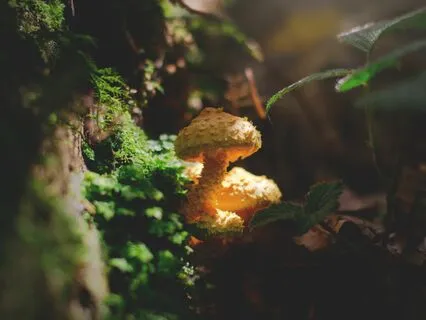 Mushrooms & Moss | Lofi Soul Jazz Mellow Vibes & Beats