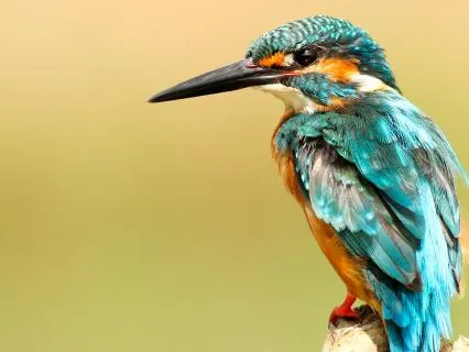 Music And Birdsong For Peaceful Sleep