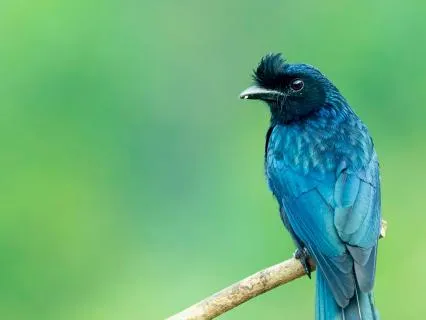 Music and Calm Birdsong for Sleep
