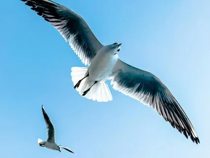 Music And Soft Birdsong For Deep Sleep