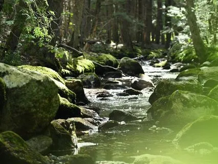 Music By The Stream | A Relaxing Music Compilation