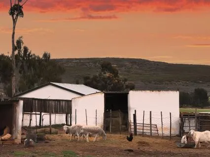 Music: Endless Farmyard Flow