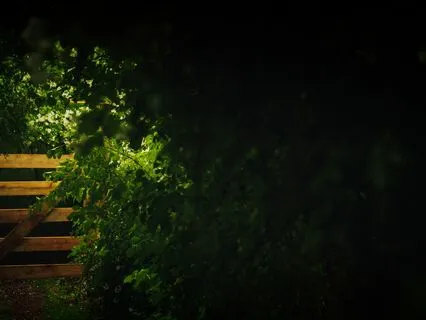 Music For A Moonlight Garden