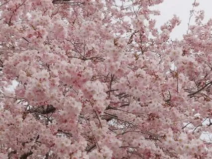 Music For Deep Sleep – Sakura Dreams