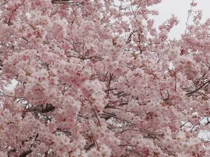 Music For Deep Sleep – Sakura In Bloom
