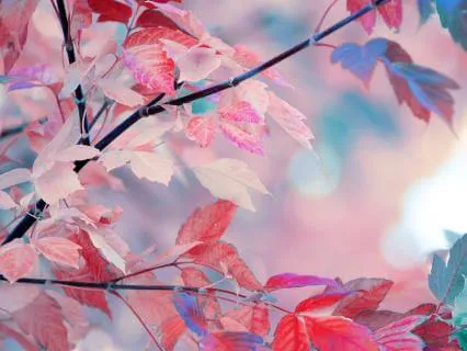 Music for Harmonious Sleep All Night Version