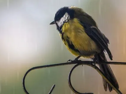 Music For Healing - Gentle Rain