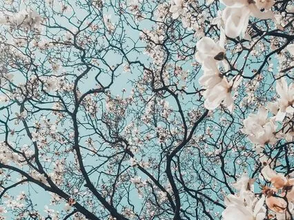 Music For Healing - In Full Bloom