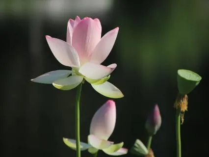 Music For Healing: Welcome Spring