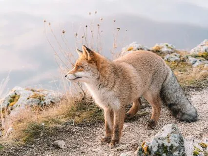 Music For Loss - Haunting Harp