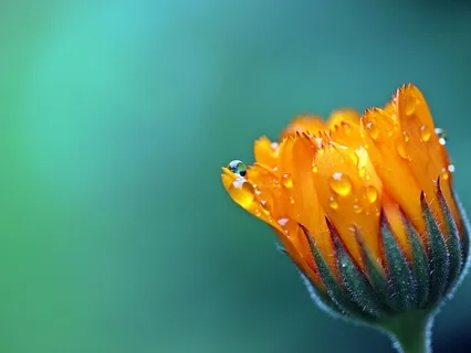 Music for Meditation & Relaxation