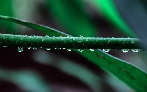 Music For Meditation - Forest