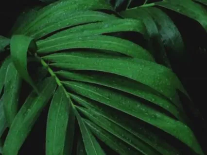 Relaxing Music For Plants And For Relaxing People Growth