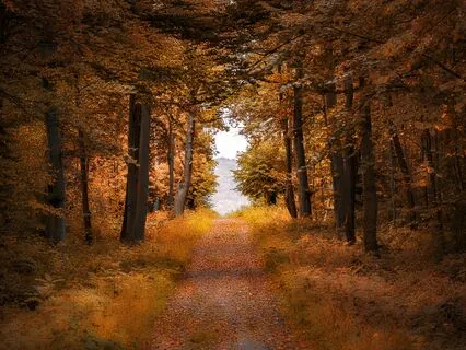 Music For Quieting Mind - No Mind States (Alpha BrainWave)