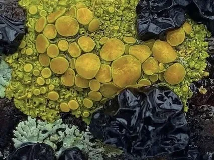 Music For Relaxation. Serene Soundscape