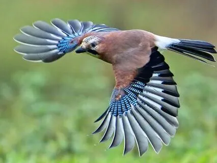 Music For Relaxation. Stress-Free